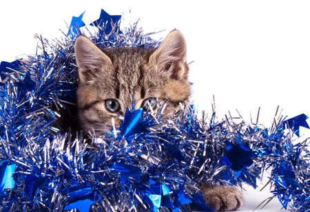 Christmas decoration with cat isolated on whiteの写真素材