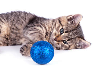 Beautiful kitten with blue ball. Christmas decorationの写真素材