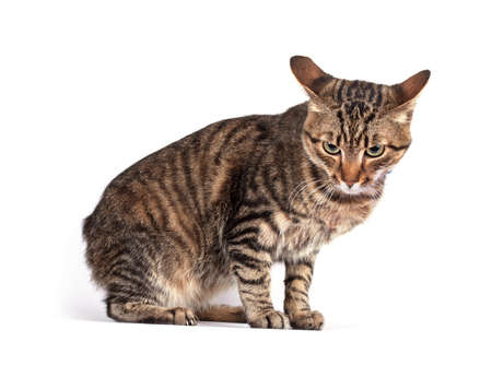 Portrait of green eyed cat isolated on white backgroundの写真素材