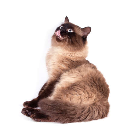 Portrait of a Siamese cat on a white backgroundの写真素材