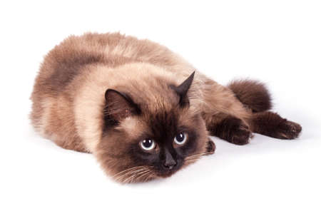 Portrait of a Siamese cat on a white backgroundの写真素材