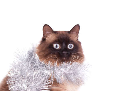 Siamese cat  with christmas decorationsの写真素材