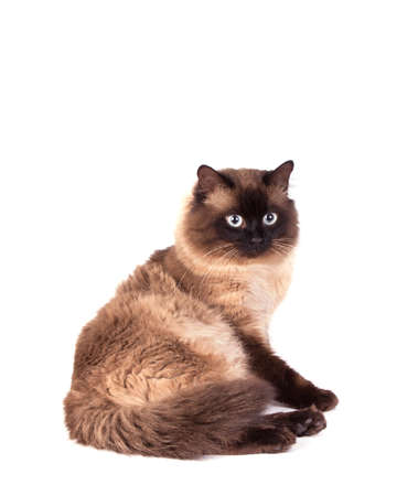 Portrait of a Siamese cat on a white backgroundの写真素材