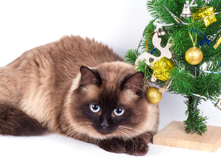 Siamese cat  with christmas decorationsの写真素材