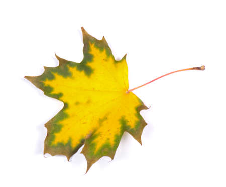 Autumn leaf isolated on whiteの写真素材