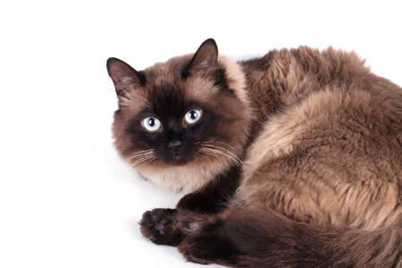 Portrait of a Siamese cat on a white backgroundの写真素材