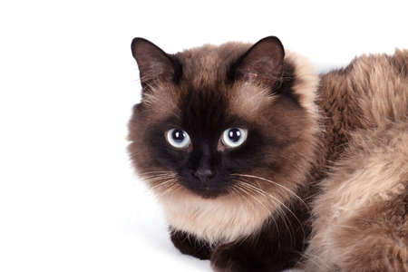 Portrait of a Siamese cat on a white backgroundの写真素材
