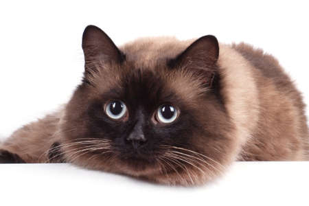 Portrait of a Siamese cat on a white backgroundの写真素材