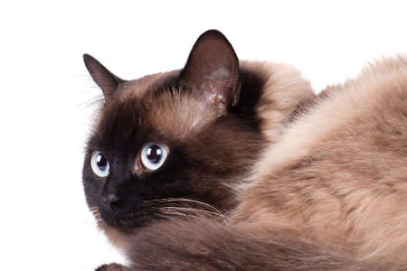 Portrait of a Siamese cat on a white backgroundの写真素材