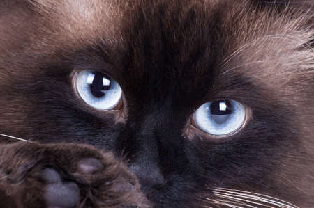 Portrait of a Siamese cat on a white backgroundの写真素材