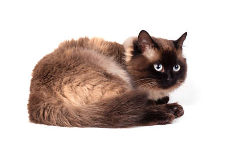 Portrait of a Siamese cat on a white backgroundの写真素材