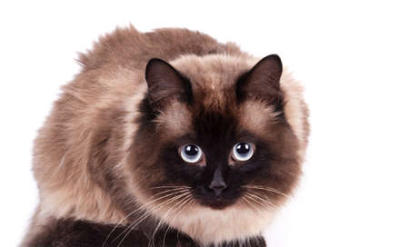 Portrait of a Siamese cat on a white backgroundの写真素材