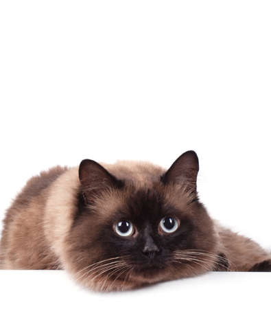 Portrait of a Siamese cat on a white backgroundの写真素材