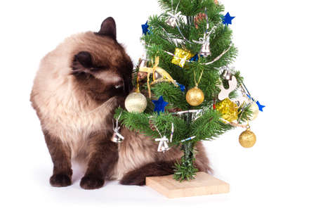 Siamese cat  with christmas decorationsの写真素材