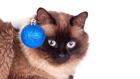 Siamese cat  with christmas decorationsの写真素材