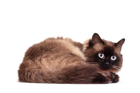 Portrait of a Siamese cat on a white backgroundの写真素材