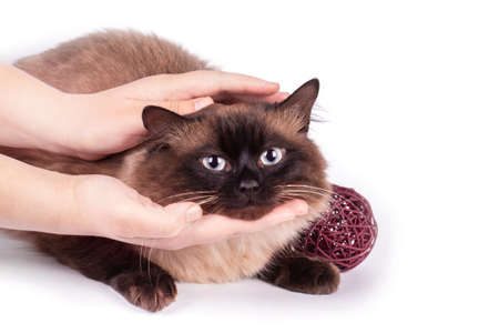 Portrait of a Siamese cat on a white backgroundの写真素材