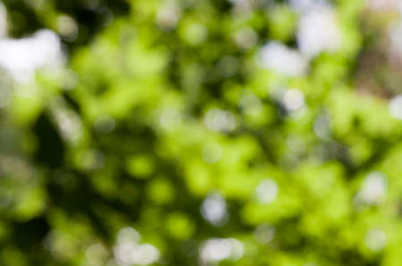 Abstract blur nature backgroundの写真素材