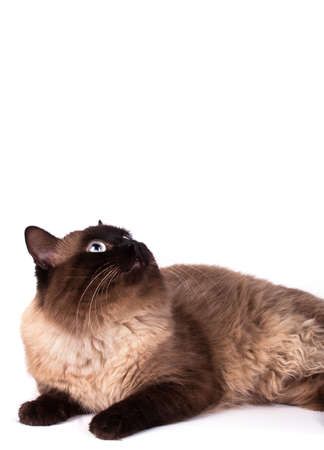 Portrait of a Siamese cat on a white backgroundの写真素材