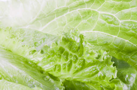 The ripe leaf of salad close up.