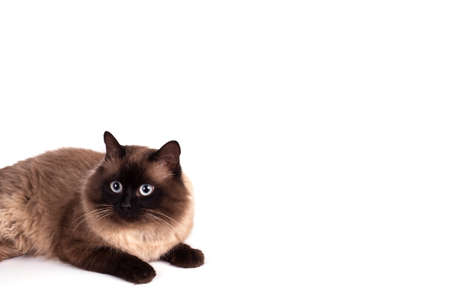 Portrait of a Siamese cat on a white backgroundの写真素材