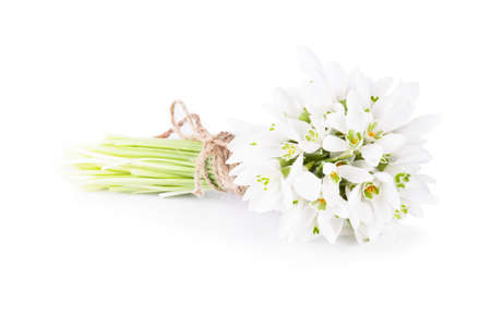 snowdrop bouquet on white backgroundの写真素材
