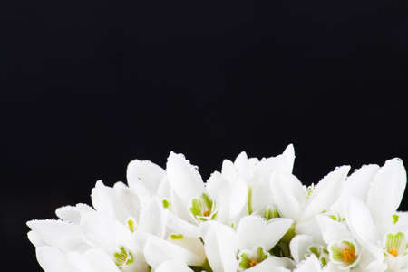 snowdrops bunch on black backgroundの写真素材