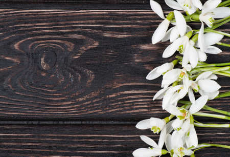 snowdrops bunch on wooden backgroundの写真素材