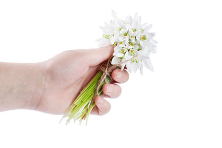 snowdrop bouquet hold hand on white backgroundの写真素材