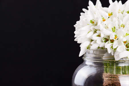 bouquet of snowdrops in vase on black backgroundの写真素材