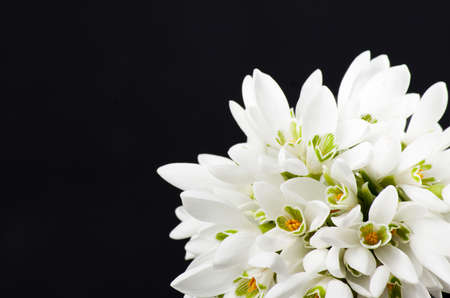 snowdrops bunch on black backgroundの写真素材