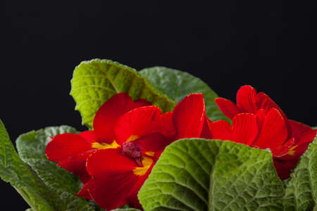Flowers primrose, primula flowers isolated on black backgroundの写真素材