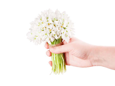 snowdrop bouquet hold hand on white backgroundの写真素材