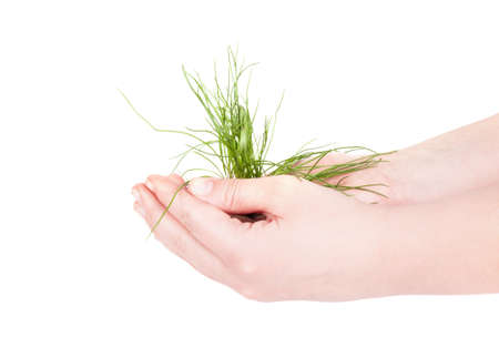 Green grass in hand isolated on white backgroundの写真素材