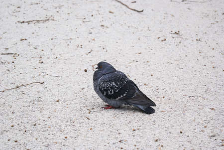 Black pigeon sitting on the sand. Natureの写真素材