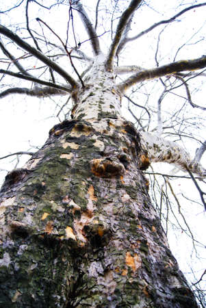 Old forest tree. Nature wood.の写真素材