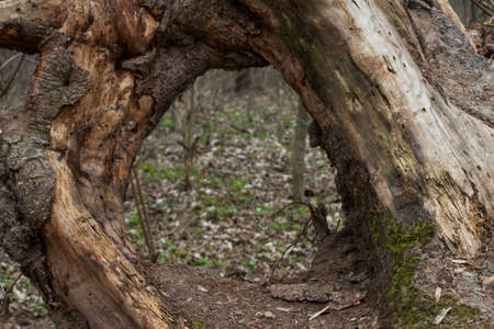 base of an old hollow tree trunkの写真素材