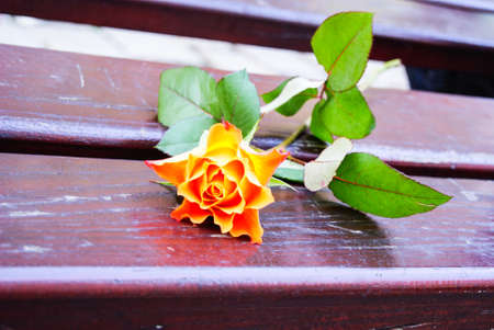orange rose on a bench in the parkの写真素材