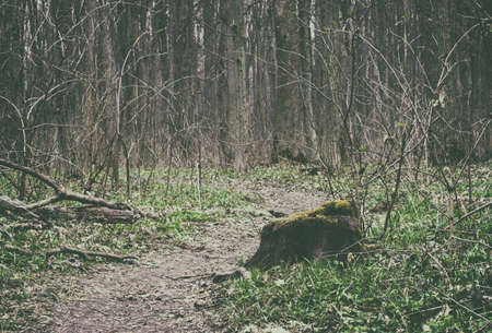 view inside of the forest on the treesの写真素材