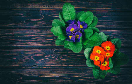 Flowers primrose, primula flowers on wood deskの写真素材