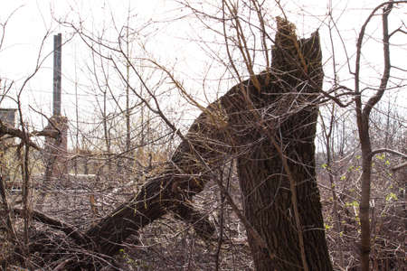 Broken old tree. Nature