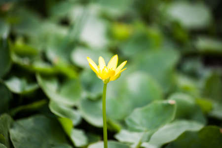 Spring yellow flowers - anemone radionuclide, the yellow anemone