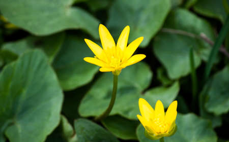 Spring yellow flowers - anemone radionuclide, the yellow anemoneの写真素材