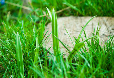 Fresh green grass in the garden. Bushes of green grassの写真素材
