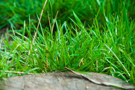 Fresh green grass in the garden. Bushes of green grass