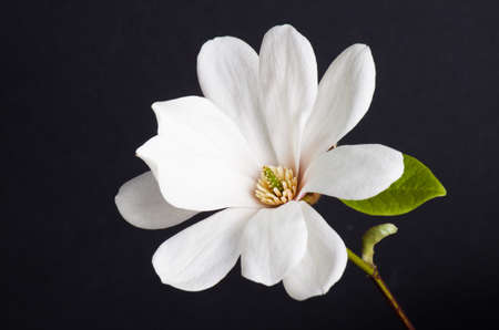 white magnolia flower close-up. White magnolia on a dark backgroundの写真素材