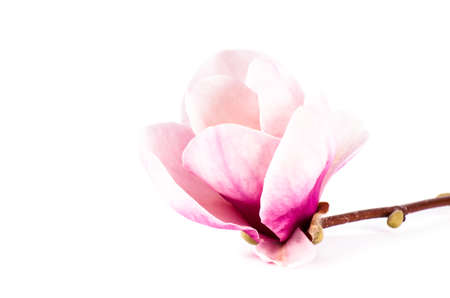 a pair pink magnolia flower on white backgroundの写真素材