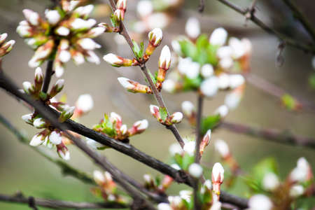 The tree blossomed in the spring. Color tree at flowers