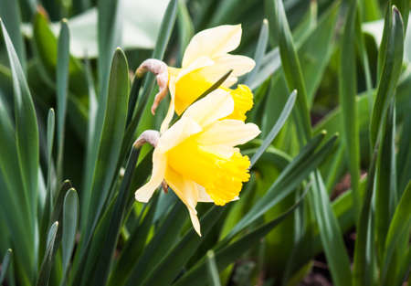 Beautiful spring flowers in the garden. The first spring flowers.