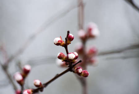 The tree blossomed in the spring. Color tree at flowers